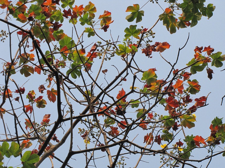 Cochlospermum religiosum eFlora of India